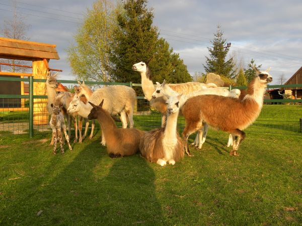 Alpaky na pastvě na rodinné farmě Wenet